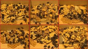 Шмели (1): Земляной Шмель (Bombus terrestris) - Развитие гнезда - Разведение шмелей