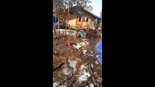 Собаки заблудились, как искать собак, какие действия предпринимать, как вести себя при встрече смотреть онлайн