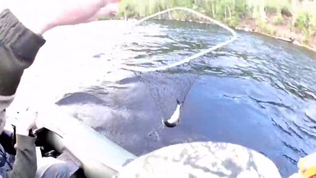 #ЛОВЛЯ СИГА#СЕВЕР#2021#ЛЕТО НА КОЛЬСКОМ# смотреть онлайн