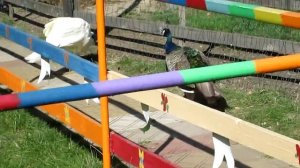 ПАВЛИНЫ: индийский павлин и белый павлин