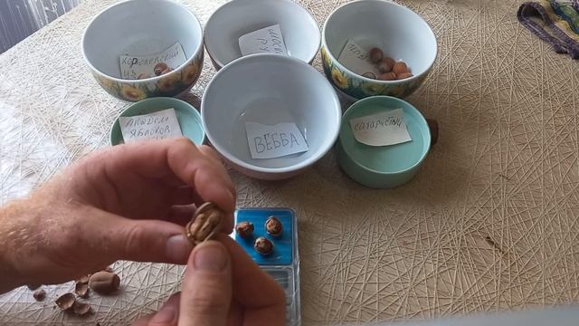 Фундук, а что внутри??? смотреть онлайн