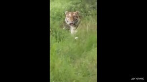 Голодный тигр в Приморье вышел к рыбакам и украл ведро