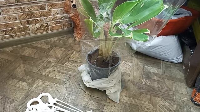 Покупочки,новиночка и Подарок!