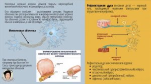 Нервная система. (Нейроны. Синапсы)