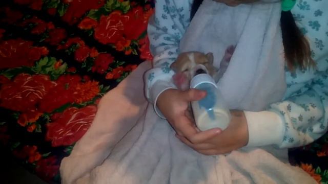 Щенок найденыш смотреть онлайн