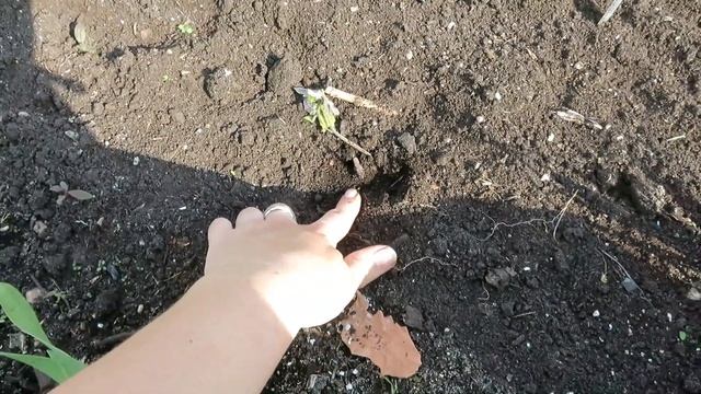 ВЛОГ #7 Потери и приобретения / Снова что замерзло... Про пионы, хосты и насекомых смотреть онлайн