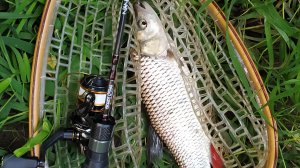 Десна. Мормышинг вечером 25 июля 2024 года