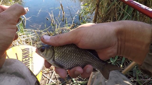 ЛОВЛЯ КАРАСЯ НА ДИКОМ КАНАЛЕ, РЫБАЛКА НА ПОПЛАВОЧНУЮ УДОЧКУ смотреть онлайн
