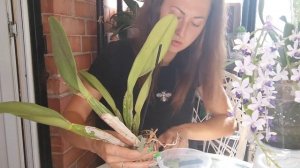 Орхидея Каттлея CATTLEYA РЕЖУ БУЛЬБЫ и ПЕРЕСАЖИВАЮ для Бурного РОСТА