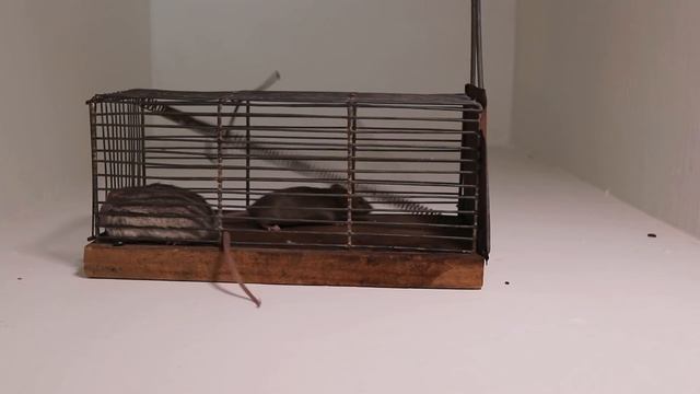 Antique 1800s Cage Mouse Trap In Action смотреть онлайн