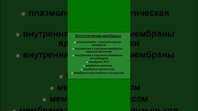 Биологические мембраны - где они?