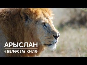 БЕЛӘСЕМ КИЛӘ: арыслан / Лев / Lion