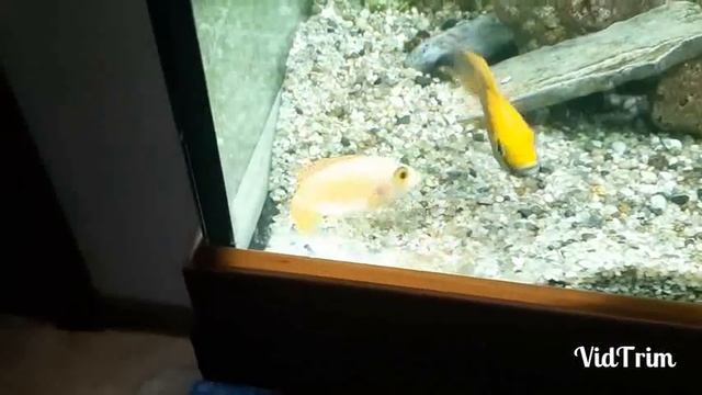 Аулонокары, майланди + орхидея нерест. Гибридизация африканских цихлид) смотреть онлайн