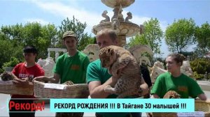 РЕКОРД РОЖДЕНИЯ !!! В Тайгане 30 малышей !!!