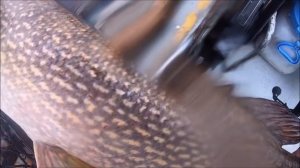 Мои любимые приманки... Pig Shad!