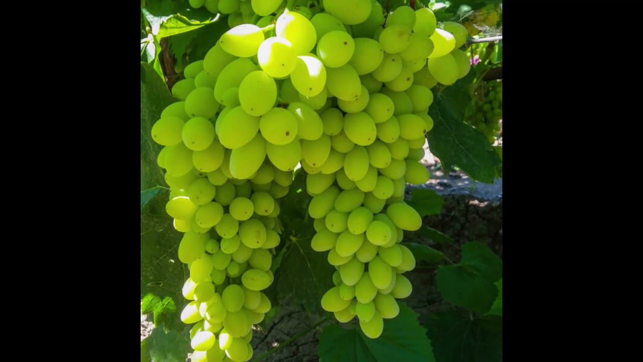 Виноградные грозди и прекрасные моменты уходящего 2021 года.