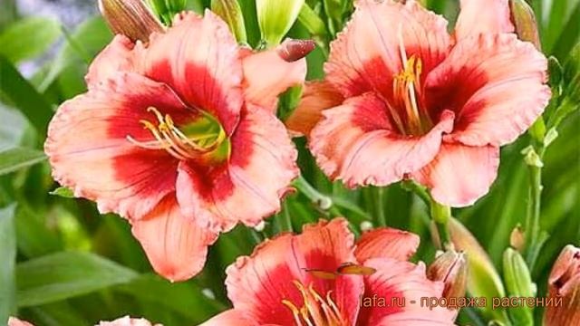 Лилейник гибридный Дресс Пинк (dress pink) ? обзор: как сажать, луковицы лилейника Дресс Пинк смотреть онлайн