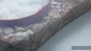 Завёл тараканов как кормовую культуру ? Как разводить туркменского таракана в домашних условиях ?