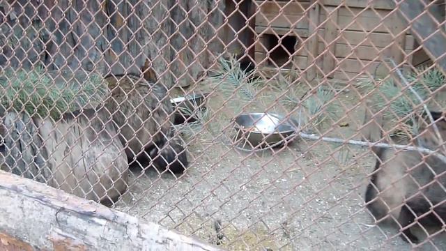 Екатеринбург зоопарк 19 смотреть онлайн