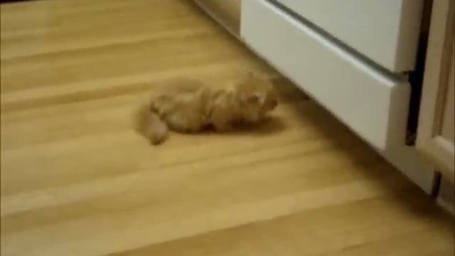 My Orange Napoleon Kitten - Strawberry Princess смотреть онлайн