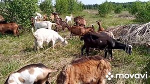 С чего мы начинали.Наше козоводство.