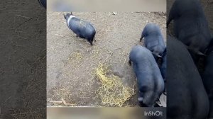 Немного о наших поросятах..