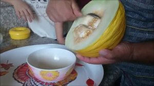 Мускатная дыня Касаба