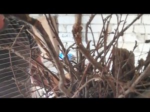 Как самому сделать Печку-брачку.