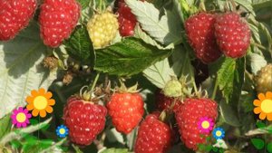 Малина штамбовая Таруса. Краткий обзор, описание характеристик, где купить саженцы