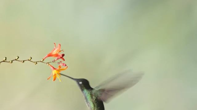 Расслабляющая музыка для души, пение птиц, приносящая ощущение счастья и расслабления смотреть онлайн