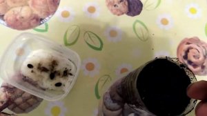 Как прорастить семена арбуза,Минск Беларусь, высаживаю на рассаду в землю.