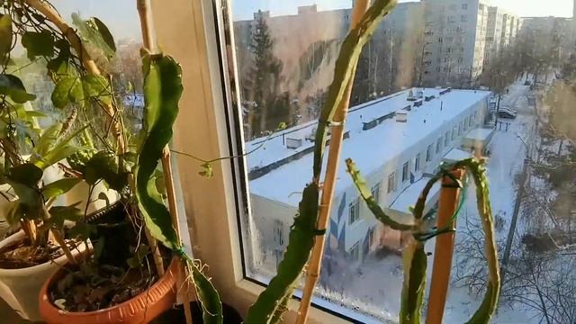 Питахайя выращена из семян. Часть 2 смотреть онлайн