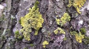 Тест камеры Panasonic HC V770 с широкоугольным объективом