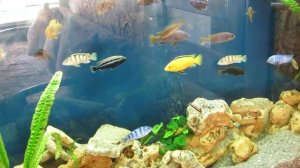 Цихлиды вопросы.