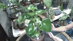 Raindrop Peperomia Update & Care