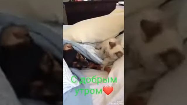 котёнок не даёт спать собачке