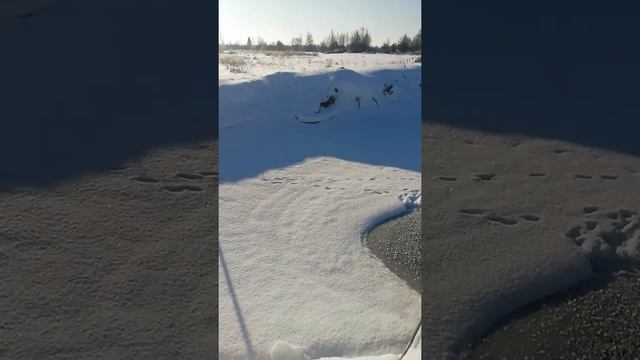 Пруд с рыбой на даче/участке зимой #semeyikat. Свой домашний пруд с рыбой и раками #shorts
