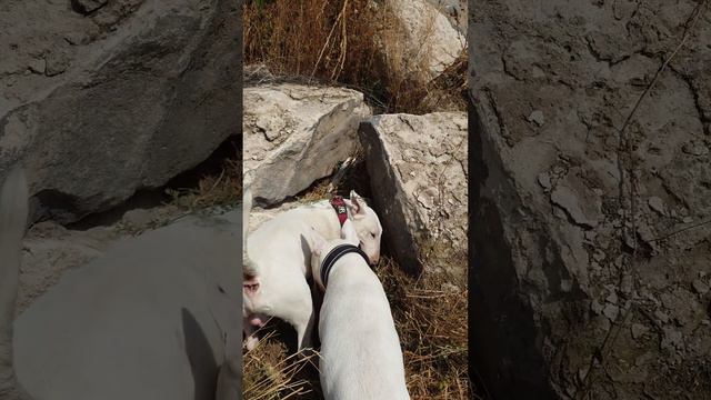 Снап и Дэнни Бультерьеры - кАпАй 🤏 смотреть онлайн