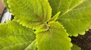 Timelapse: How I grew coleus for the first time from seed!@Jimswholiestofcoleus