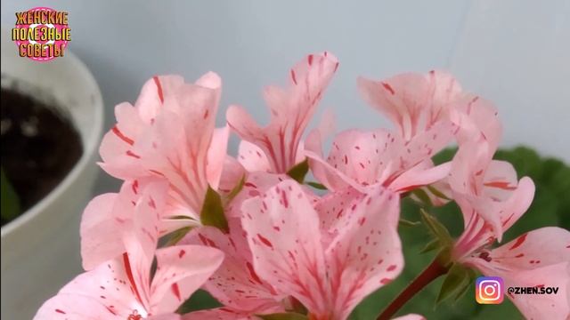 Удобряем Герань йодом осенью и получаем Шикарное цветение! Расскажу, как Правильно все сделать! смотреть онлайн