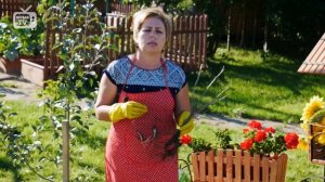 Работы в саду осенью ?