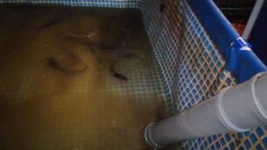 Африканский клариевый сом.Подсчитываем убытки.