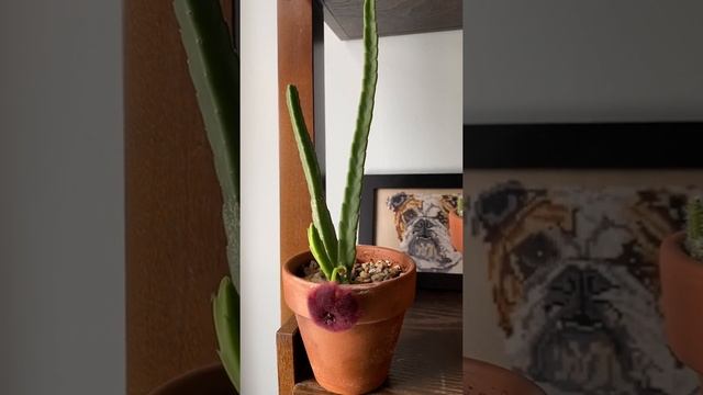 Stapelia obducta flowering! смотреть онлайн
