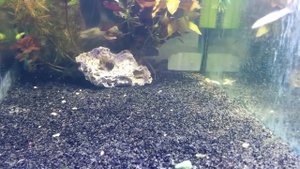 Лабео (GloFish) светящиеся #GloFish#лабеоГло