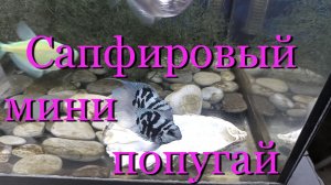 Микро попугай, (Сапфировый мини попугай) - содержание, разведение, половые отличия (различия).