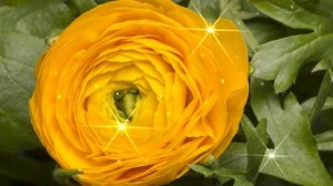 Доброй ночи и сказочных снов среди Ангелов и цветов! Красивая музыкальная открытка Спокойной ночи