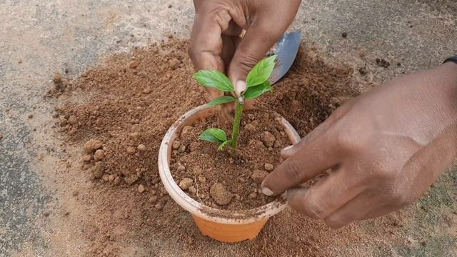 most easiest way to grow hibiscus from cutting | how to grow hibiscus from cutting | hibiscus tips смотреть онлайн