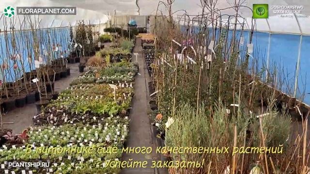 Питомник Sienicki (ПОЛЬША) ХВОЙНЫЕ, ХВОЙНЫЕ на штамбе, ЛИСТВЕННЫЕ смотреть онлайн