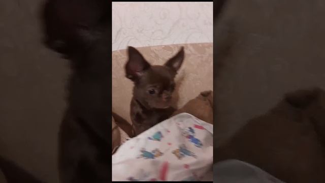 Бессонные ночи мамы Саби. смотреть онлайн