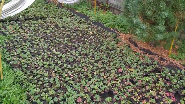 Осень клубничная смотреть онлайн